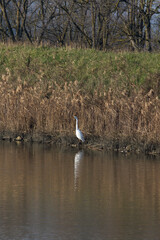 Photo of great white heron in a river