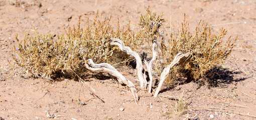 Close photo of Thamnosma desertrue plant
