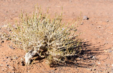 Close photo of Thamnosma desertrue plant