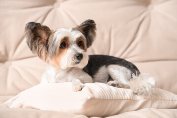 Cute Biewer Terrier dog with pillow lying on sofa at home