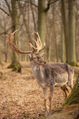 Vertical Portrait of European Fallow Deer with Antlers in Brown Forest. Majestic Furry Animal Stands Outside in Czech Republic. Adorable Buck in Europe.