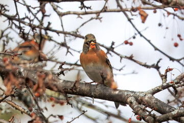 ズミの実を食べるアトリ