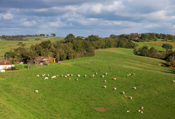 Troupeau de vaches