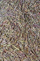 Dry rosemary herbal spice on white background