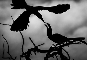 Artistic image of a hornbill feeding its young while in flight © James