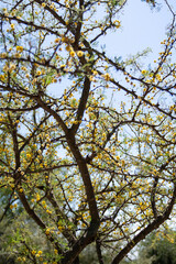 Obraz premium Chañar amarillo en Jardin Bótanico de Córdoba Argentina