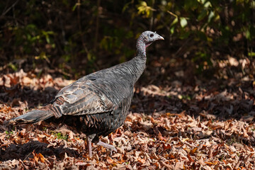 Wild Turkey
