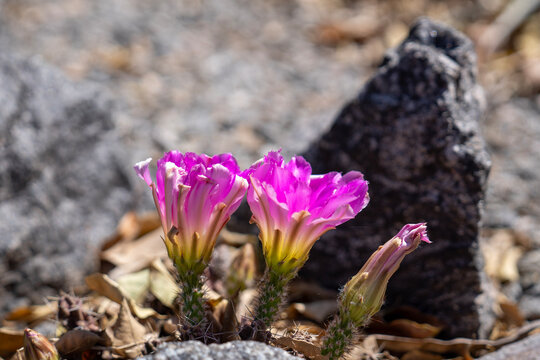 Echinocereus cactos acordonados con flores grandes fucsias