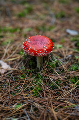 Muchomor Czerwony w Puszczy Bydgoskiej