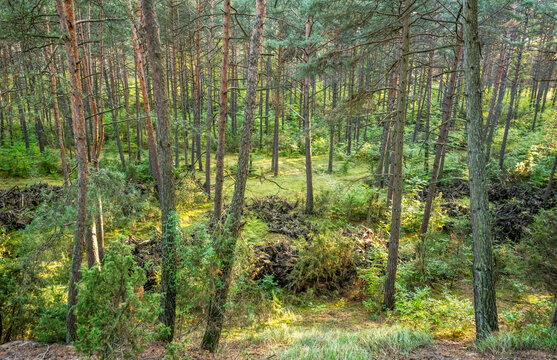 Fragment Puszczy Bydgoskiej w okolicach Solca Kujawskiego