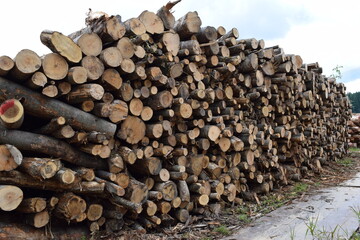 切り出された丸太 広葉樹