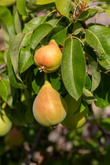 Fresh pears on the branch of the pear tree