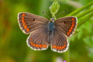 Common Blue butterfly (Polyommatus icarus) perched on a grass stem