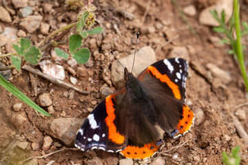 Red Admiral butterfly - Vanessa atalanta