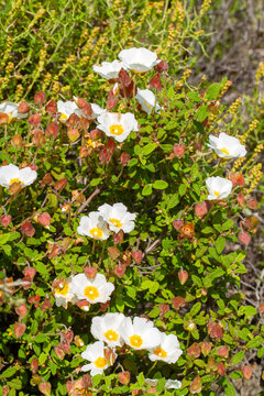 Laden; It is a plant species with white or pink flowers that make up the Cistus genus of the Cistaceae family.