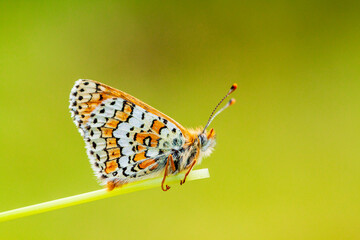 Glanville Fritillary - Melitaea cinxia - butterfly