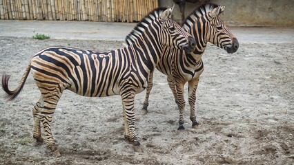 Zebra Collection or
Same with Equus quagga
are playing
at the Solo Safari Zoo, Surakarta City, Indonesia.
