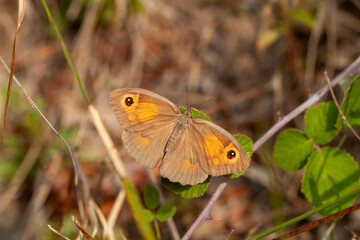 A butterfly in nature. Scientific name; Maniola jurtina - Meadow Brown