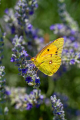 Yellow magnificence (Colias croceus), this butterfly with autumn colors