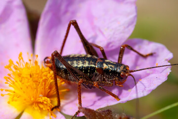 Laden; It is a plant species with white or pink flowers that make up the Cistus genus of the Cistaceae family. A grasshopper on a plant