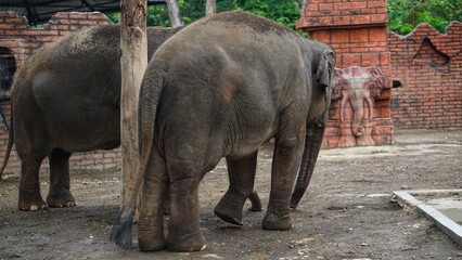 Fototapeta premium Portrait of an elephant or Elephantidae at the Solo Safari Zoo, Surakarta City, Indonesia.