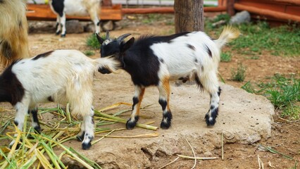 Czech goat or Capra aegagrus hircus
is a type of goat with a small body posture in the Solo Zoo...