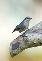Obraz premium Brown-headed Nuuthatch