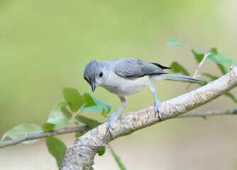 Obraz premium Tufted Titmouse