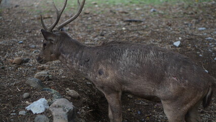 A Bawean deer or Hyelaphus kuhlii
are playing
at the Solo Safari Zoo, Surakarta City, Indonesia.