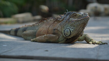 Fototapeta premium Portrait of a Green Iguana or is a species of herbivorous lizard that has a large body. It has thick skin and rows of spines along its back and tail.