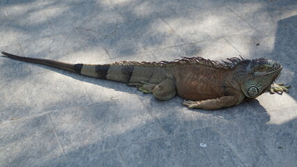 Portrait of a Green Iguana or is a species of herbivorous lizard that has a large body. It has thick skin and rows of spines along its back and tail.
