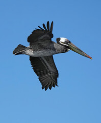 Brown Pelican
