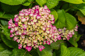 Stunning pink hydrangeas with hints of green, blossoming in clusters among vibrant green leaves, showcasing the natural beauty of a cultivated garden