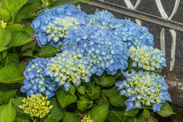 cluster of blue hydrangeas transitioning from pale to vibrant hues, surrounded by lush green leaves, highlighting the plant's natural growth cycle