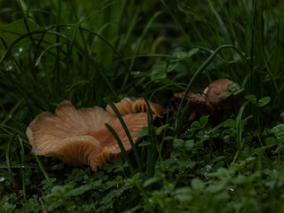 Mushrooms nestled in dewy grass, captured in a natural, serene setting