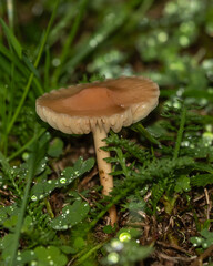 Small orange mushrooms emerging from lush, dew-covered grass in a natural setting