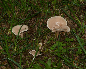 Pale mushrooms nestled among green grass, showcasing nature's understated beauty