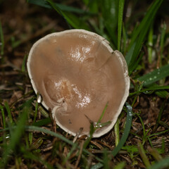 Pale mushrooms nestled among green grass, showcasing nature's understated beauty