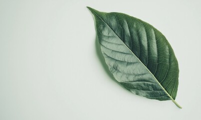 Green leaf on light background, showcasing texture and details