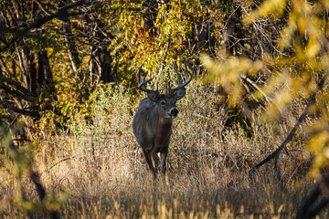 White-tailed Buck - Colorado