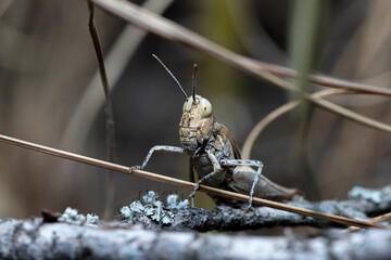 Macro Portrait of a Grasshopper Crawling Over a Blade of Grass
