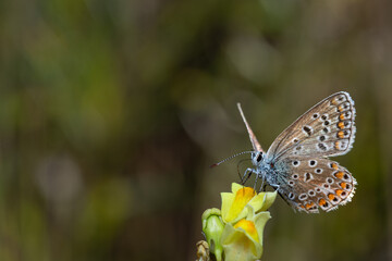close-up of Polyommatus icarus sitting on a toadflax