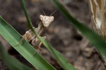 macro portrait of praying mantis Ameles decolor peeking out from behind the grass