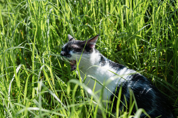 Black and white adult domestic cat eating grass on the garden