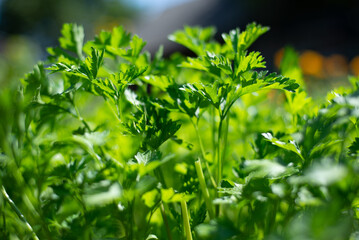 Fresh Green Cilantro Plants Growing in a Sunny Garden During Late Spring