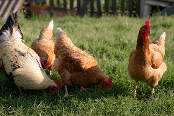 Hens Grazing on Lush Green Grass at Free Range Poultry Eco Farm