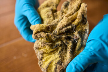 Carefully Examining a Moldy Dish Cloth to Check for Potential Contamination Risks and Issues