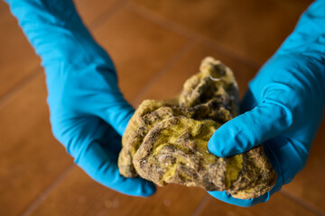 Carefully Examining a Moldy Dish Cloth to Check for Potential Contamination Risks and Issues