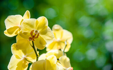 yellow Orchid branch on green natural background
