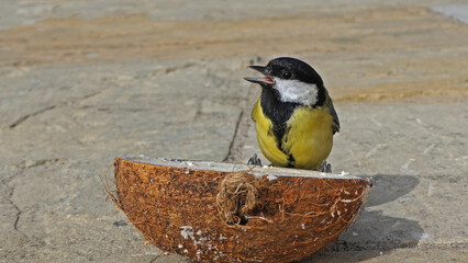 A Great tit feeding on a Coconut Suet on the ground